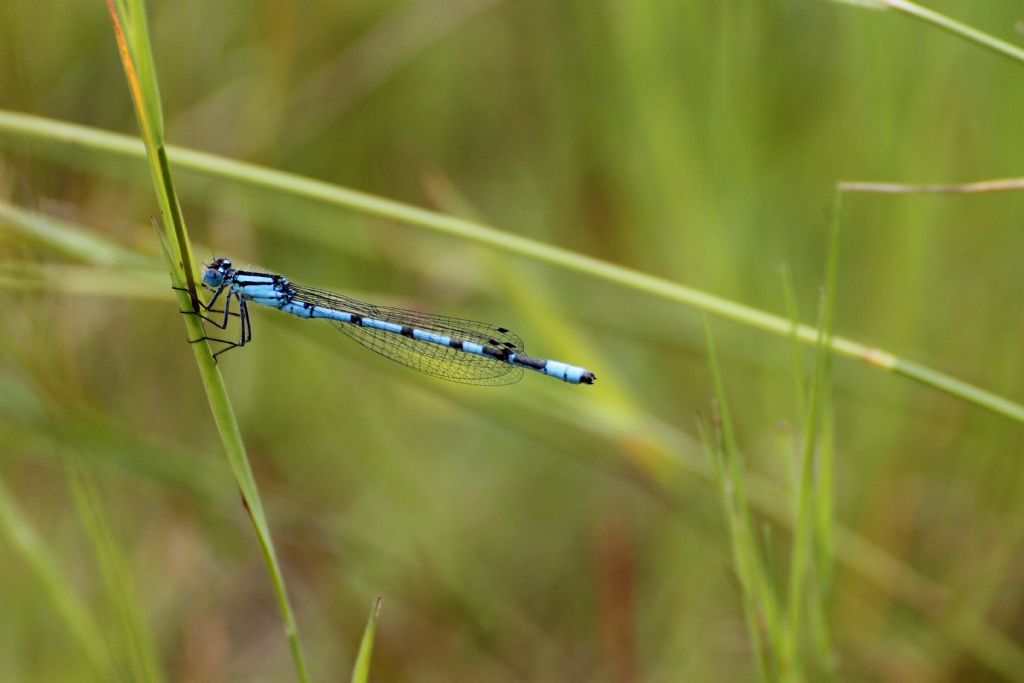 Coenagrionidae:  Enallagma cyathigerum?     S !